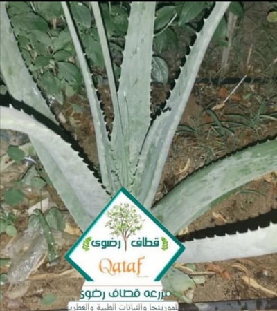 بيع صبار الالوفيرا - مزرعة قطاف رضوى