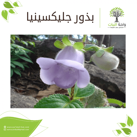 بذور جلكسينيا