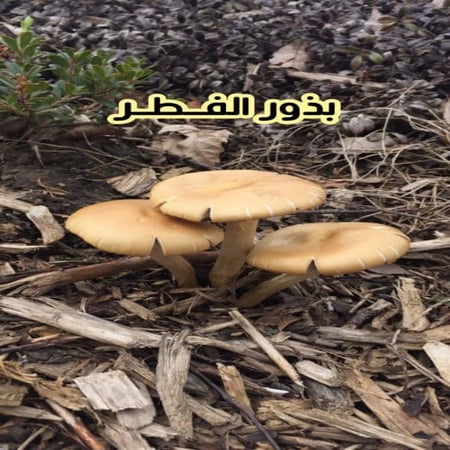 بذور الفطر