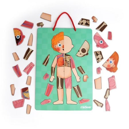 مغناطيس جسم الإنسان