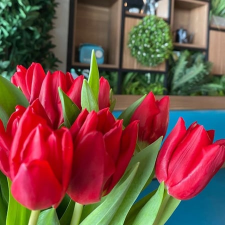 فازة توليب الحب