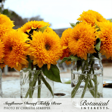 بذور دوار الشمس الدب تيدي - Teddy Bear Dwarf Sunflower Seeds