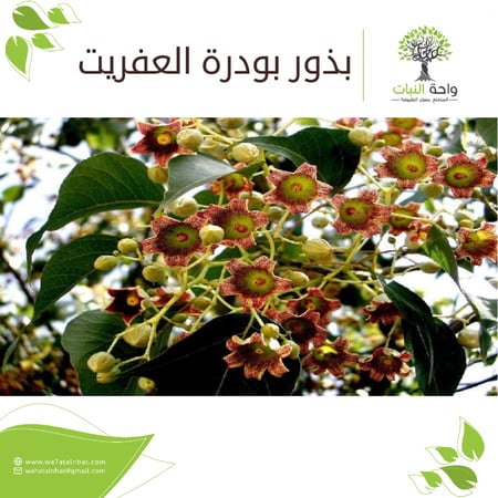 بذور بودرة العفريت