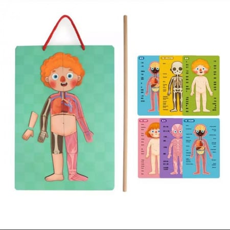 مغناطيس جسم الإنسان