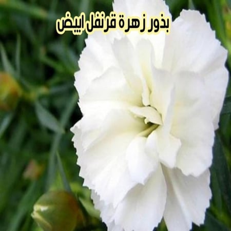 بذور قرنفل ابيض