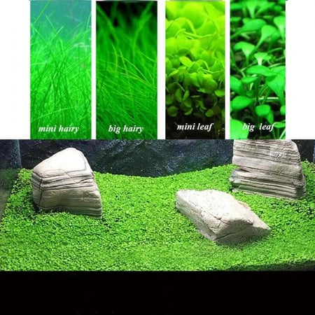 بذور نباتات مائية لاحواض السمك نوع 1 Small Leaf Grass
