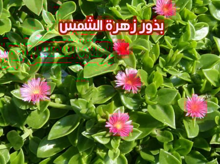 بذور زهرة الشمس