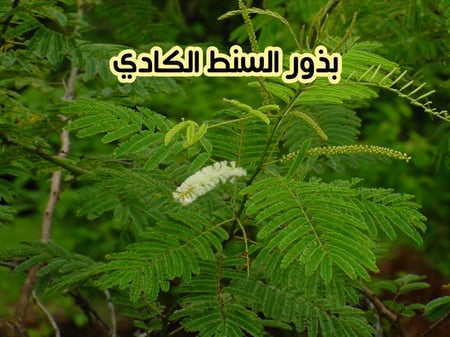 بذور السنط الكادي