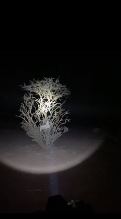 كشاف الرأس الصغير