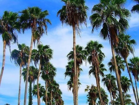 بذور نخيل واشنطوني- ‫برتشارديا‬(Washingtonia)