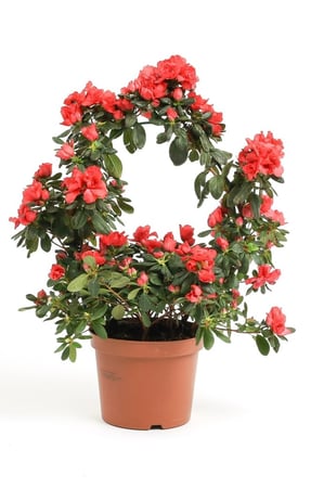 ازاليا احمر