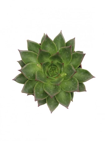 اشفيريا كبيرة مركن 10.5 سم