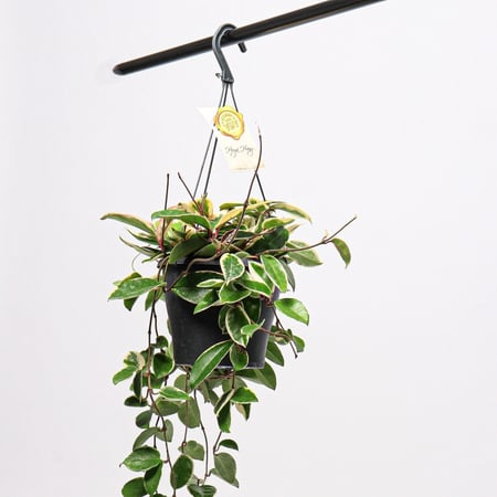 نبتة هويا بمركن علاقي