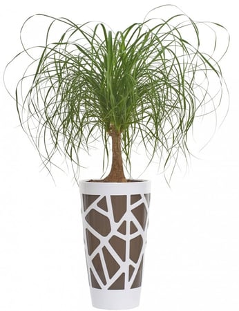 مركن أيدال أبيض وبني غامق