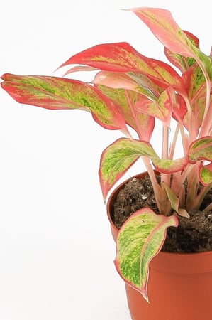 اجلونيما احمر