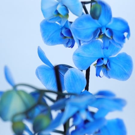 نبتة اوركيد أزرق