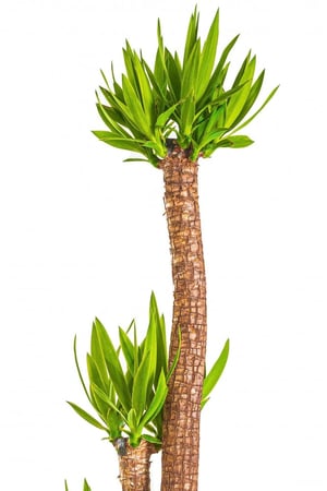 يوكا 3 عود مركن 15 لتر