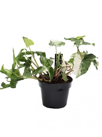 سنجونيوم مبرقشه مركن 15 سم بدون مركن