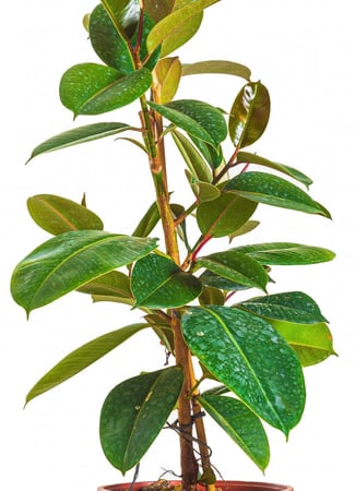 فيكس روبيستا مركن 24 سم