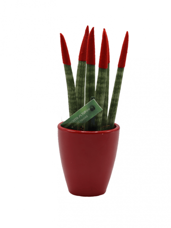 سنسيفيريا اصابع الوان  بأطراف حمراء واصيص سيراميك احمر