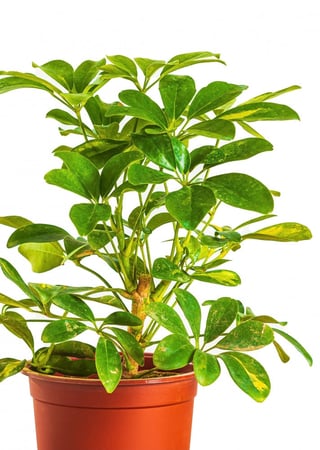 شفليرا مركن 21 سم