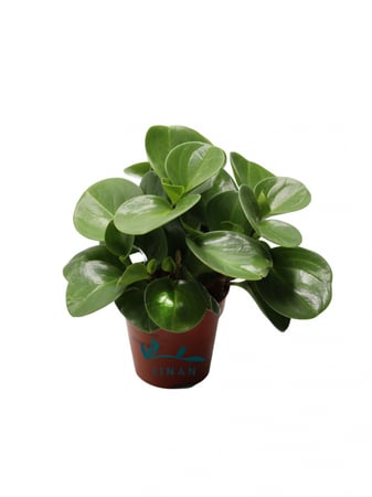 ببروميا مركن 12 سم