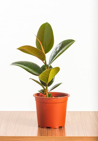 فيكس روبيستا مركن 15 سم