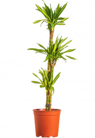دراسينا ريكي 3 عود مركن 27 سم