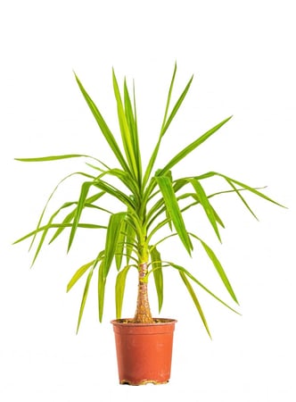 يوكا هيد 1 عود مركن 24 سم