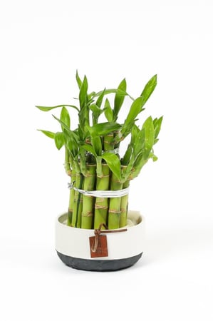 بامبو بمركن سيراميك