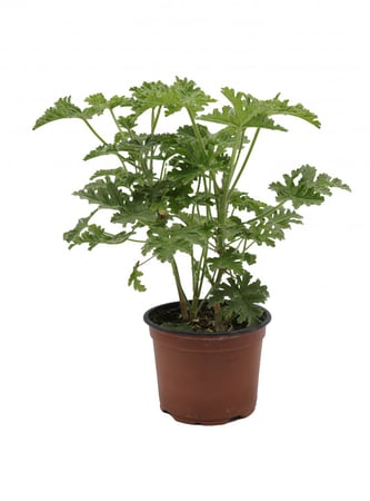 عطرية مركن 12  سم