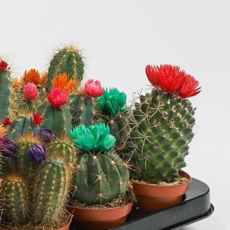 مجموعة الصباريات