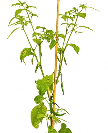 شتله فلفل حار صغيره مركن 22 سم