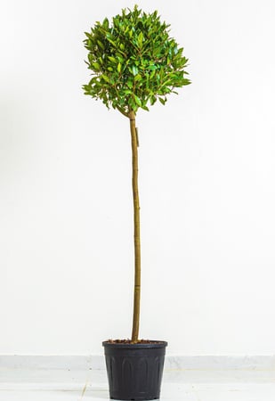 نبات الغار مستقيم كبير مركن 25سم