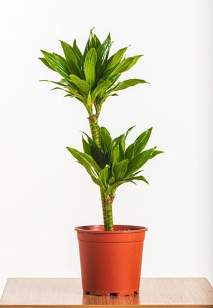 دراسينا كومباكتا 2 عود مركن 21 سم