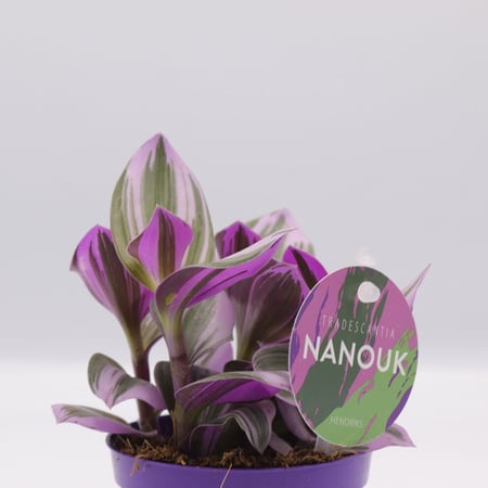 ترادسكانتيا صغيرة