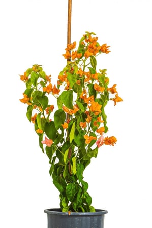 جهنميه  1 عود زهور برتقاليه مركن 27 سم