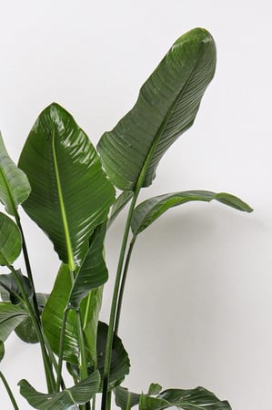 نبتة عصفور الجنة هولندي مركن 30 سم