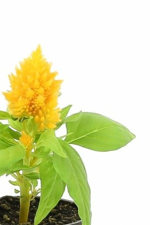 نبتة السالوسيا اصفر