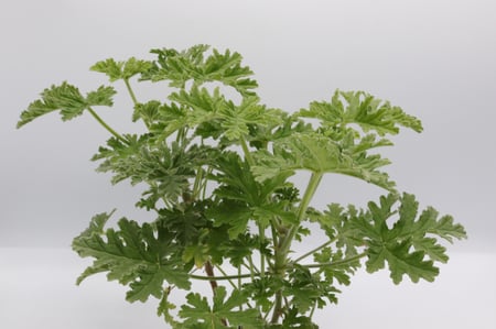 عطرية مركن 12  سم