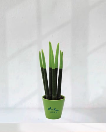 جلد النمر بأطراف خضراء واصيص سيراميك اخضر