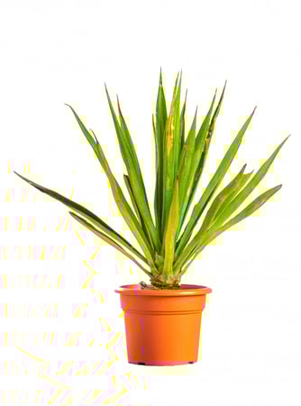 صبار يوكا مركن 17 سم