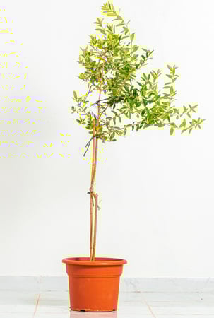 شجرة زيتون مركن 15 لتر