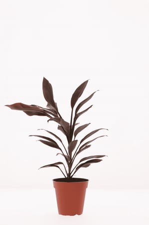 كورديلاين بدون مركن