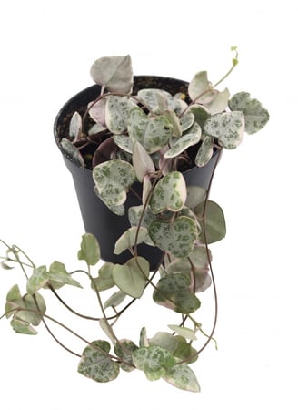 نبتة سلسلة القلوب الصغيرة