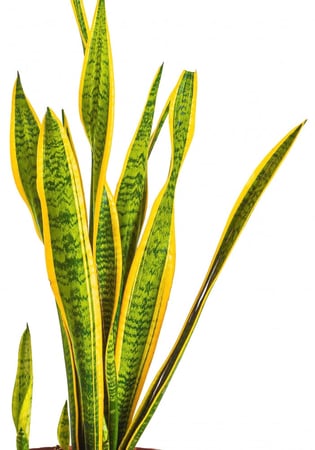 سنسيفيريا جلد النمر مركن 24 سم