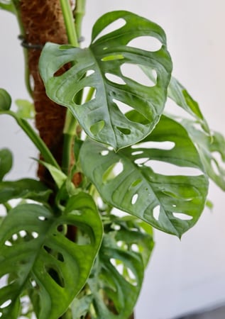 مونستيرا مركن 16 سم