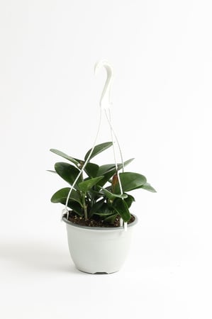 هويا علاقي مركن 14 سم