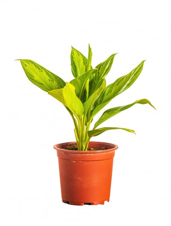 اجلونيما مركن 14 سم