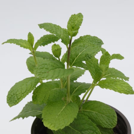 نعناع هولندى